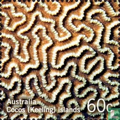 Couleurs du récif corallien   
