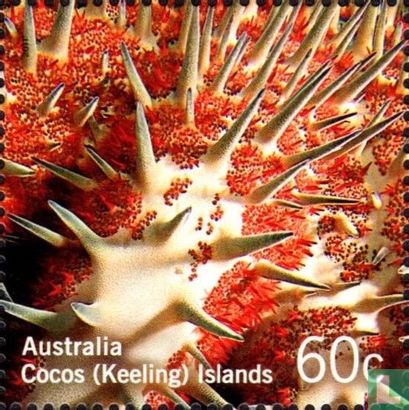 Couleurs du récif corallien    