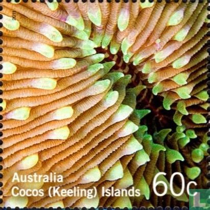 Farben des Korallenriffs 