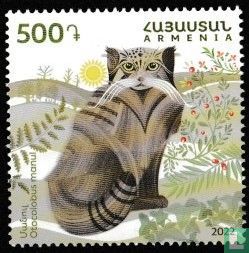 Pallas's cat