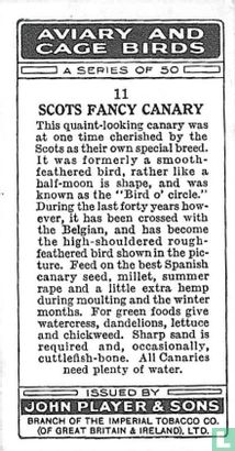 Scots Fancy Canary - Afbeelding 2