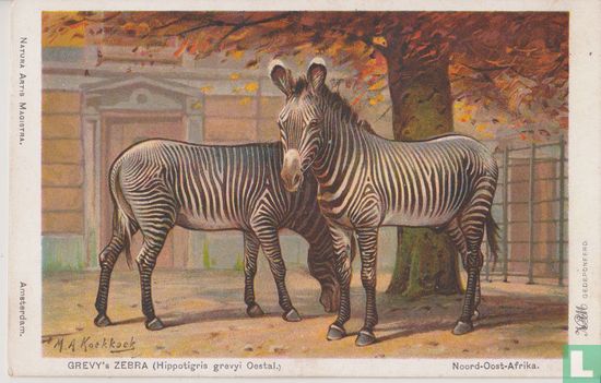 Artis: Grevy's zebra  - Afbeelding 1