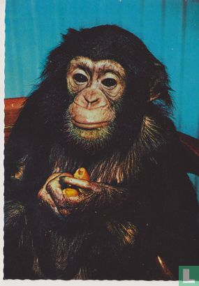 Jonge chimpansee in Artis - Image 1