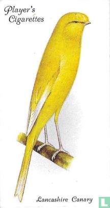 Lancashire Canary - Afbeelding 1