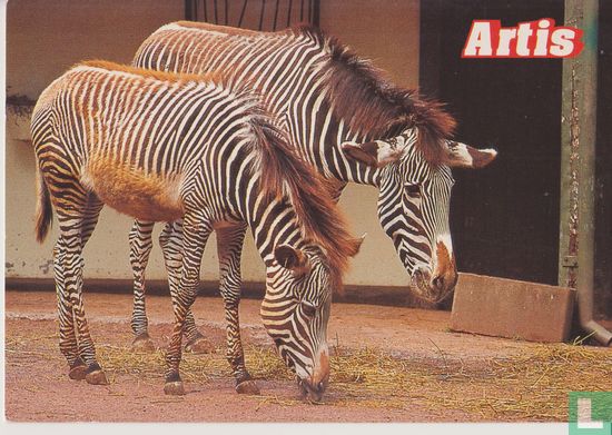 Zebra's in Artis zoo - Amsterdam