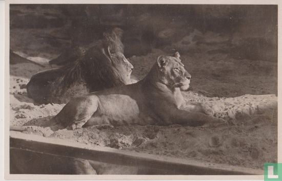 Leeuw en Leeuwin op het Kerbertterras in Artis - Afbeelding 1