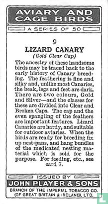Lizard Canary - Afbeelding 2