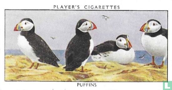 Puffins - Image 1