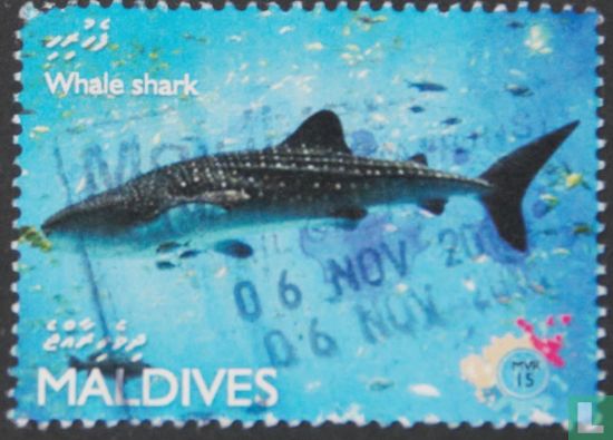 Requin baleine