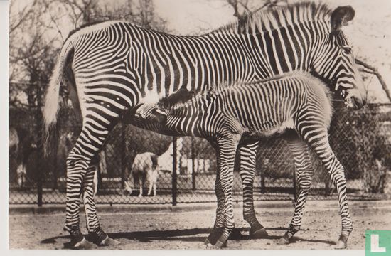 Grevy-zebra met jong in Artis - Afbeelding 1