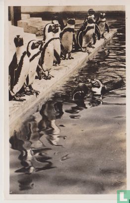 Pinguins in Artis