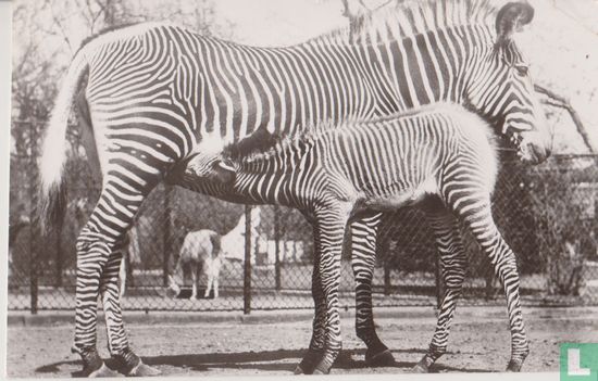 Grevy-Zebra ,met jong in Artis