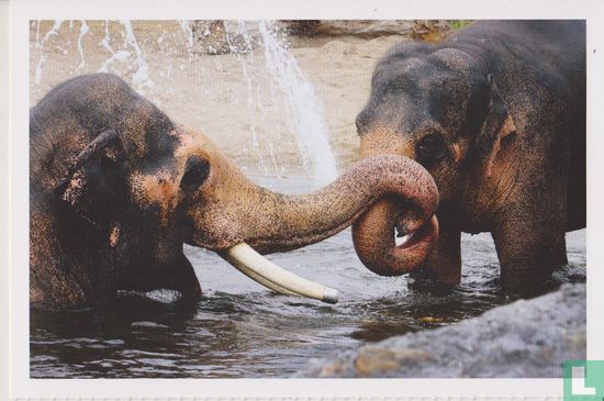 Artis: Aziatische olifant Elephas maximus - Afbeelding 1