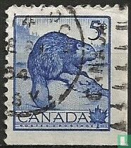 Castor canadien