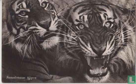 Sumatraanse tijgers - Bild 1