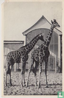 Diergaarde Blijdorp - Rotterdam Giraffen op hun buitenterras