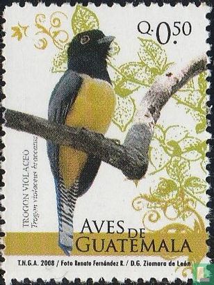 Oiseaux du Guatemala