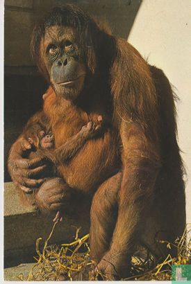 Orang oetan met kind - Afbeelding 1