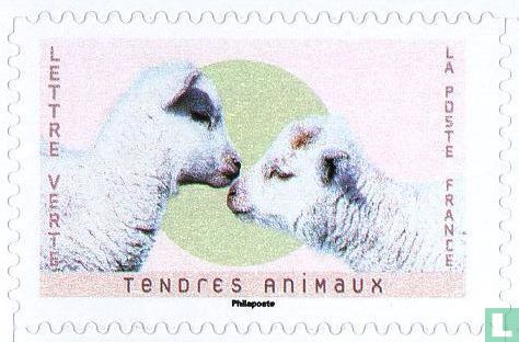 Tender animals