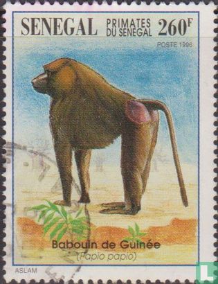 Primates of Senegal