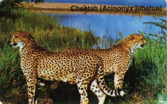 Cheeta (Acinonyx jubatus) - Bild 1