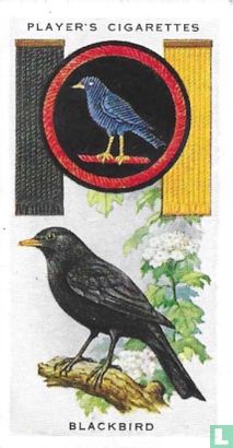 Blackbird - Bild 1