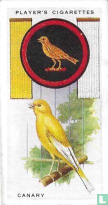 Canary - Image 1