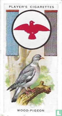 Wood-Pigeon - Image 1