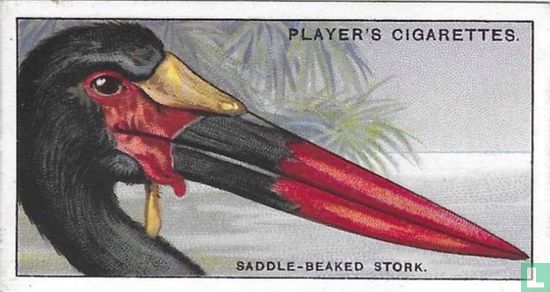The Saddle-beaked Stork. - Afbeelding 1