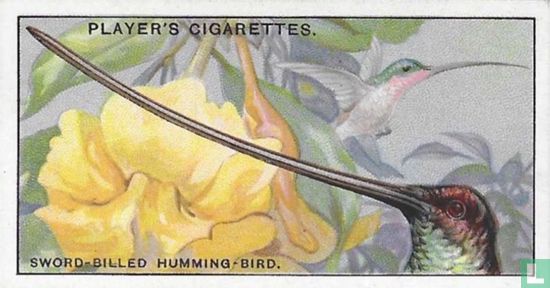 The Sword-billed Humming-Bird. - Image 1