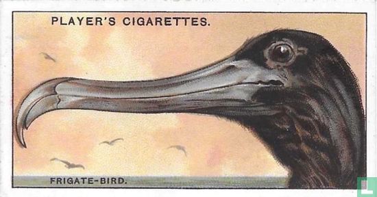 The Frigate-Bird. - Image 1