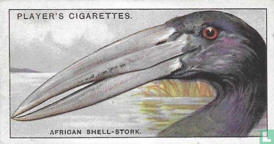 The African Shell-Stork. - Afbeelding 1