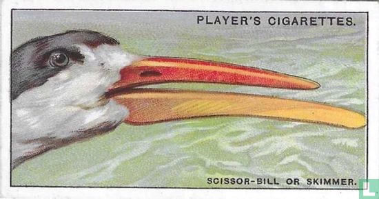 The Scissor-bill or Skimmer. - Image 1
