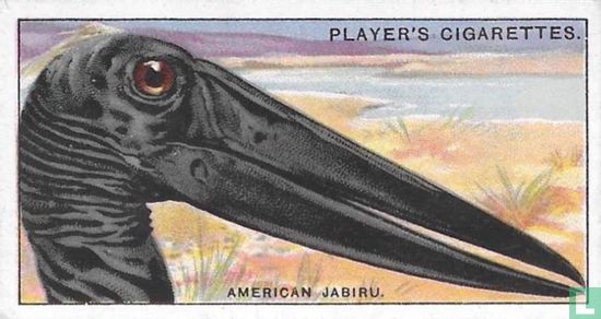 The American Jabiru. - Image 1