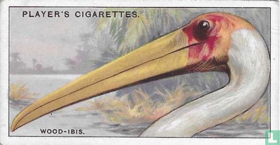 The Wood-Ibis. - Afbeelding 1