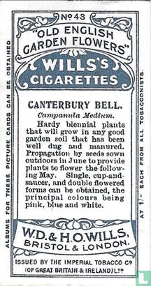 Canterbury Bell. - Bild 2