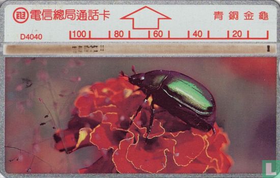 Beetle Mimela splendens - Bild 1