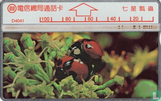 Ladybug Coccinellidae - Afbeelding 1