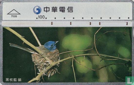 Black-naped blue flycatcher - Bild 1