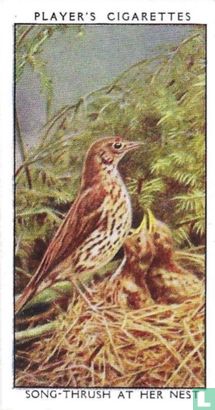 Song-Thrush at her nest - Afbeelding 1