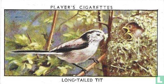 Long-Tailed Tit - Image 1