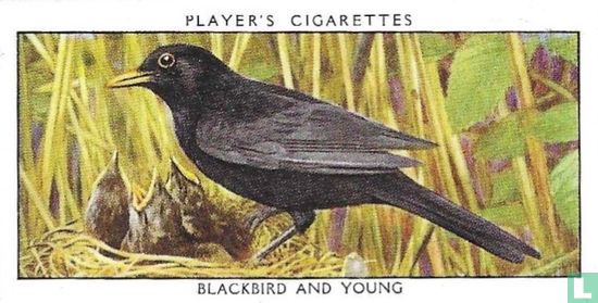 Blackbird and Young - Afbeelding 1