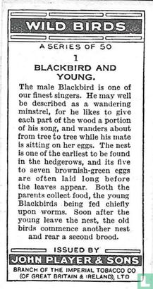 Blackbird and Young - Image 2