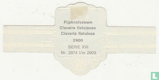 Pijpknotszwam - Afbeelding 2
