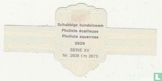 Schubbige bundelzwam (Pholiota squarrosa)   - Afbeelding 2