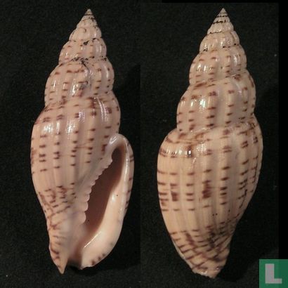 Lyria planicostata