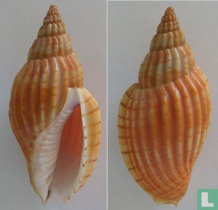 Lyria delessertiana