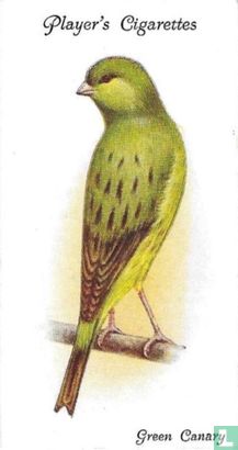 Green Canary - Image 1