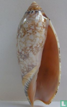 Amoria damonii