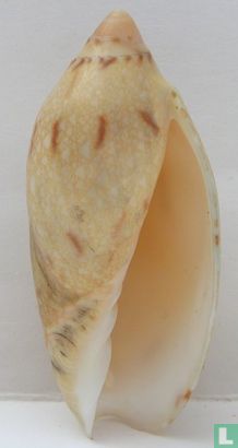 Amoria praetexta